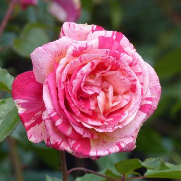 Rosal Broceliande