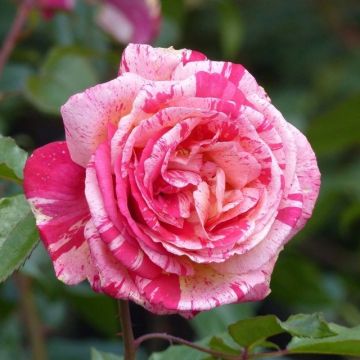 Rosal Brocéliande (Rosal de pie alto)