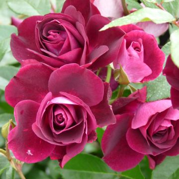Rosal Burgundy Ice