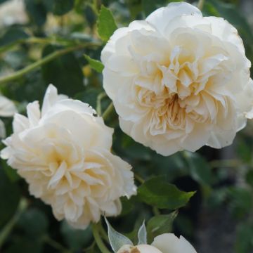 Rosal Lichfield Angel