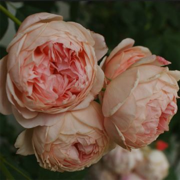 Rosal William Morris