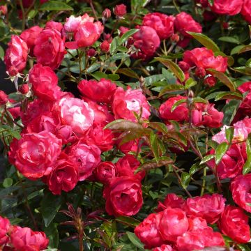 Rosal Rood Moorsdag - Rosal tapizante