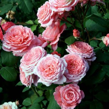 Rosal GeneRosa Institut Lumière