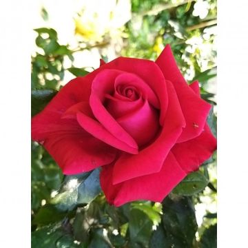 Rosal Grand Huit (Rosal de pie alto)