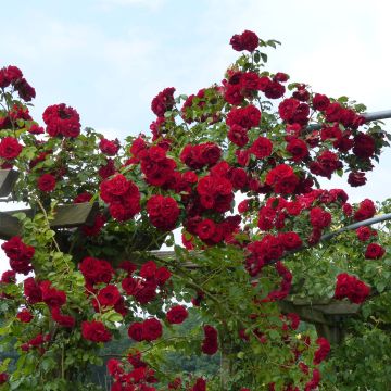 Rosal Amadeus - Rosal trepador
