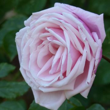 Rosal Blossomtime - Rosal trepador