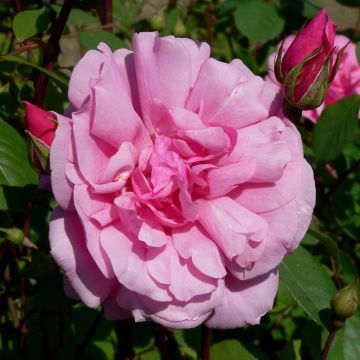 Rosal polyantha Cecile Brunner - Rosal trepador