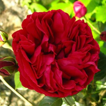 Rosal Red Eden Rose - Rosal trepador