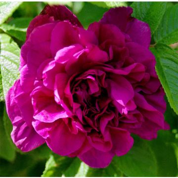 Rosal rugosa Hansa