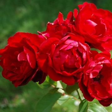 Rosal Lili Marleen