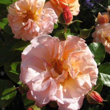 Rosal Martin des Senteurs (Rosal de pie alto)