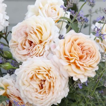 Rosal PARFUMA Grande Duchesse Louise