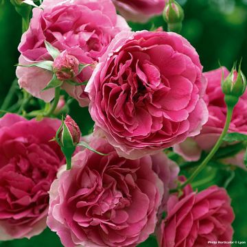 Rosal Pink Cloud - Rosal trepador