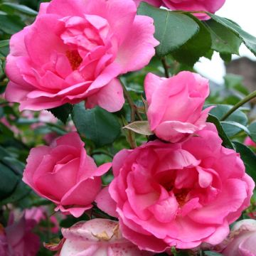 Rosal Centenaire de Lourdes