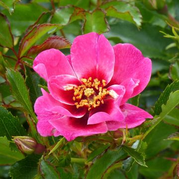 Rosal persica Queen Babylon Eyes - Rosal tapizante