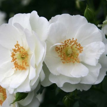 Rosal Rigo Rosen Innocencia