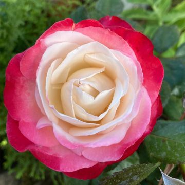 Rosal Nostalgie