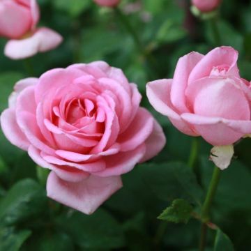 Rosal Gérard Depardieu (Rosal de pie alto)