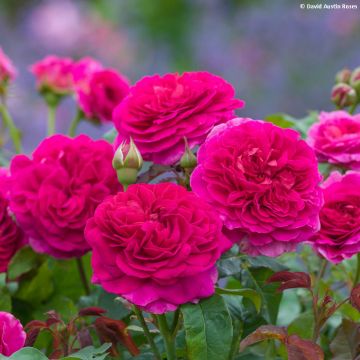 Rosal David Austin Gabriel Oak (Rosal de pie alto)