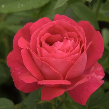 Rosal Ulrich Brunner fils