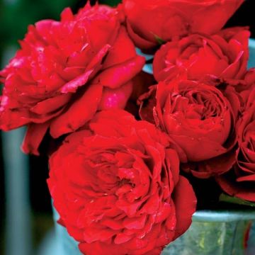 Rosal GeneRosa Zayed of Abu Dhabi