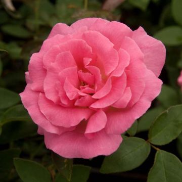 Rosal Zéphirine Drouhin - Rosal trepador