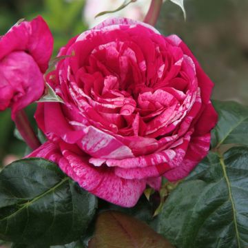 Rosal Crazy Fashion