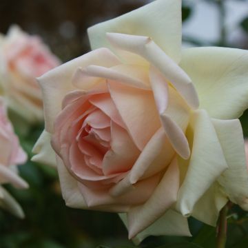 Rosal Prince Jardinier