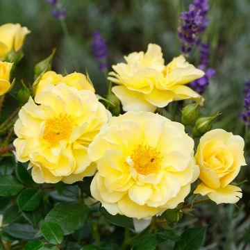Rosal Bees Paradise Gelb