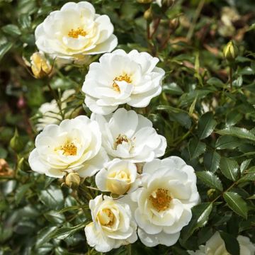 Rosal Bees Paradise Ivory