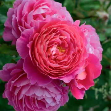 Rosal Folle Courtisane