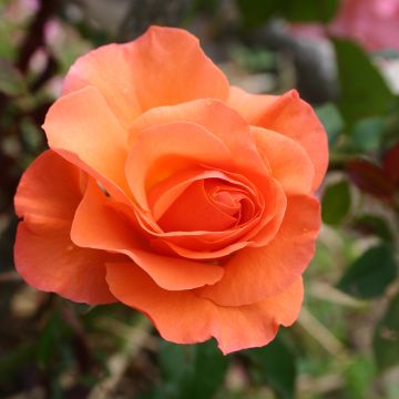 Rosa Orange Sensation