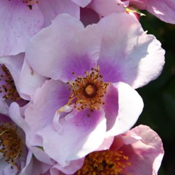 Rosal Hulthemia persica Orienta Laila
