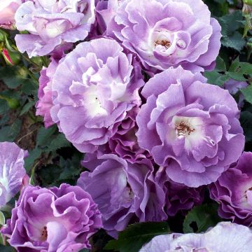 Rosal Pacific Dream