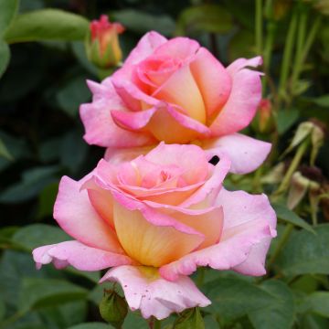 Rosal André Eve