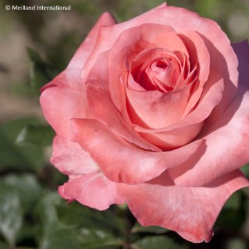 Rosa Arthur Rimbaud