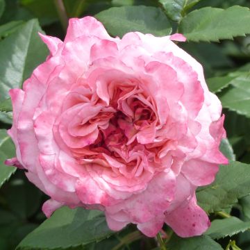 Rosal Augusta Luise
