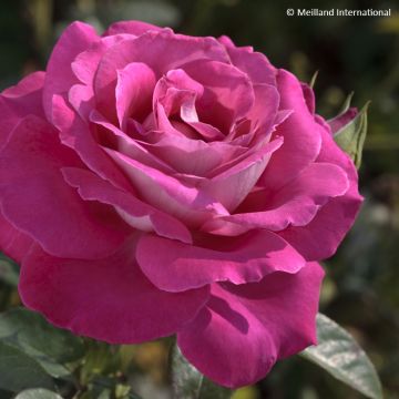 Rosa Baronne Edmond de Rothschild