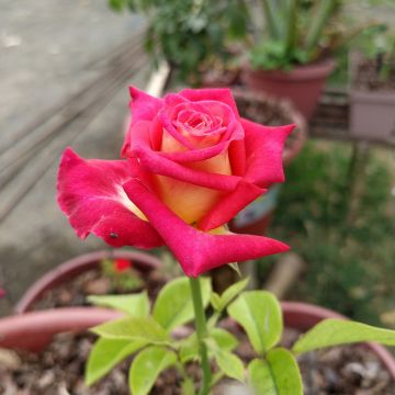 Rosa Bicolette