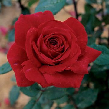 Rosal Botero