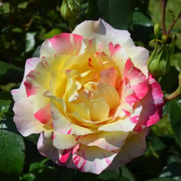 Rosal Camille Pissarro