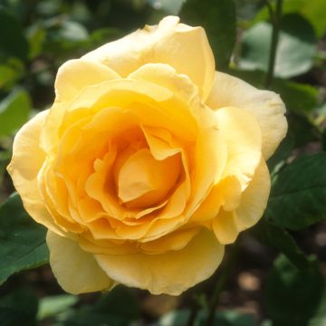Rosa Casanova