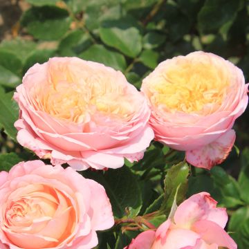 Rosal Domaine de Chantilly