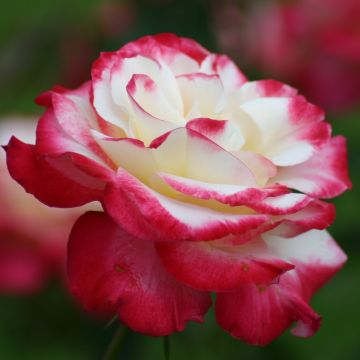 Rosal Double Delight