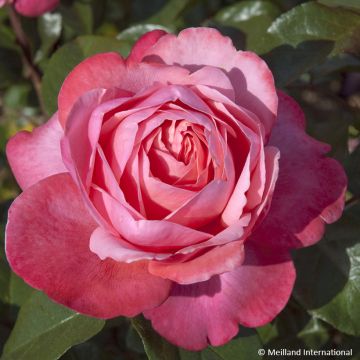 Rosa Drakkar