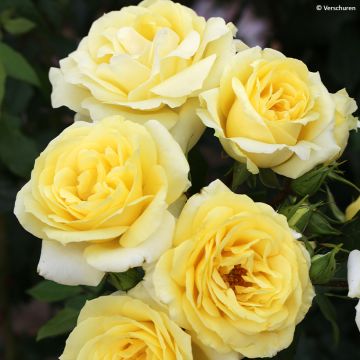 Rosal Eleganza Limona