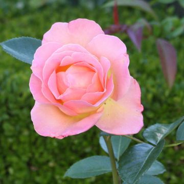Rosal Elle