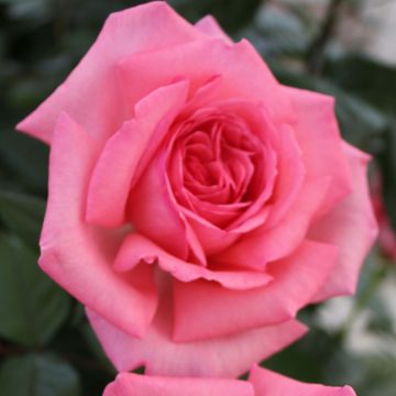 Rosal Fragonard