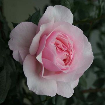 Rosal Gilles de Brissac
