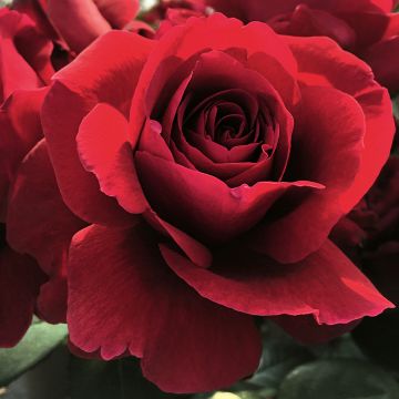 Rosal Hameau Duboeuf
